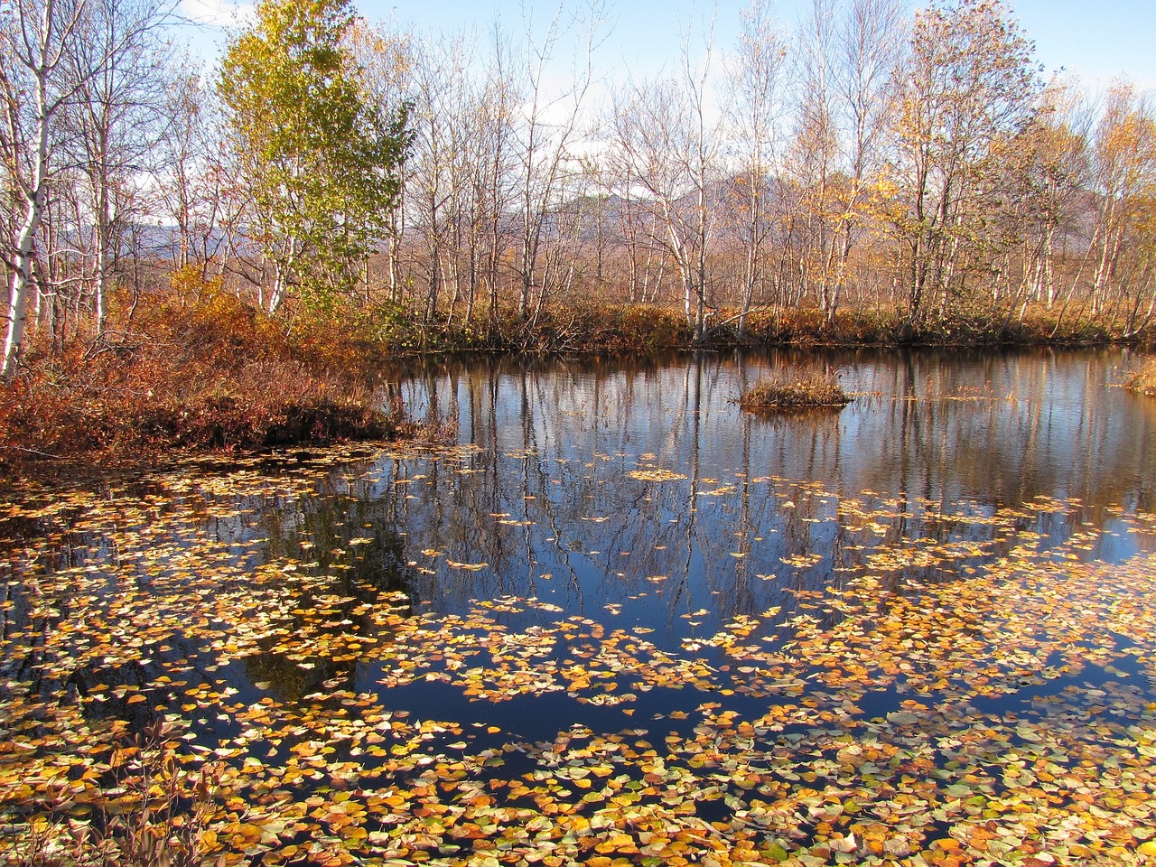autumn fallen leaves lake free photo
