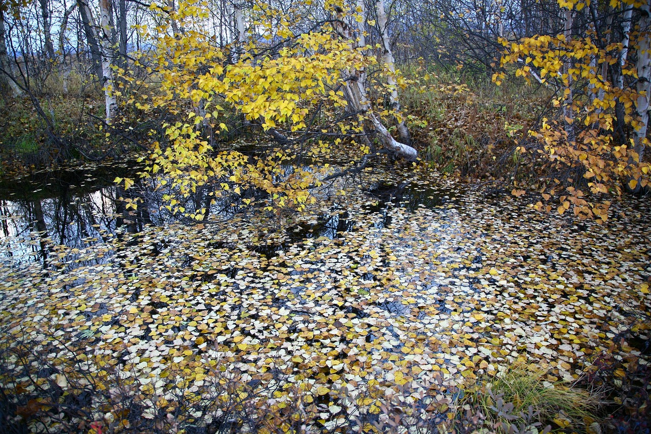 autumn fallen leaves lake free photo