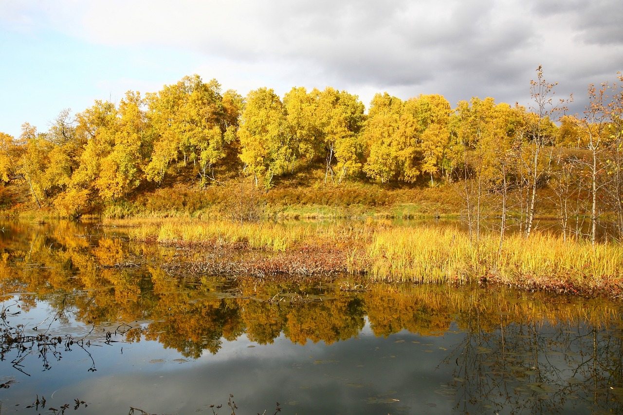 autumn forest lake free photo