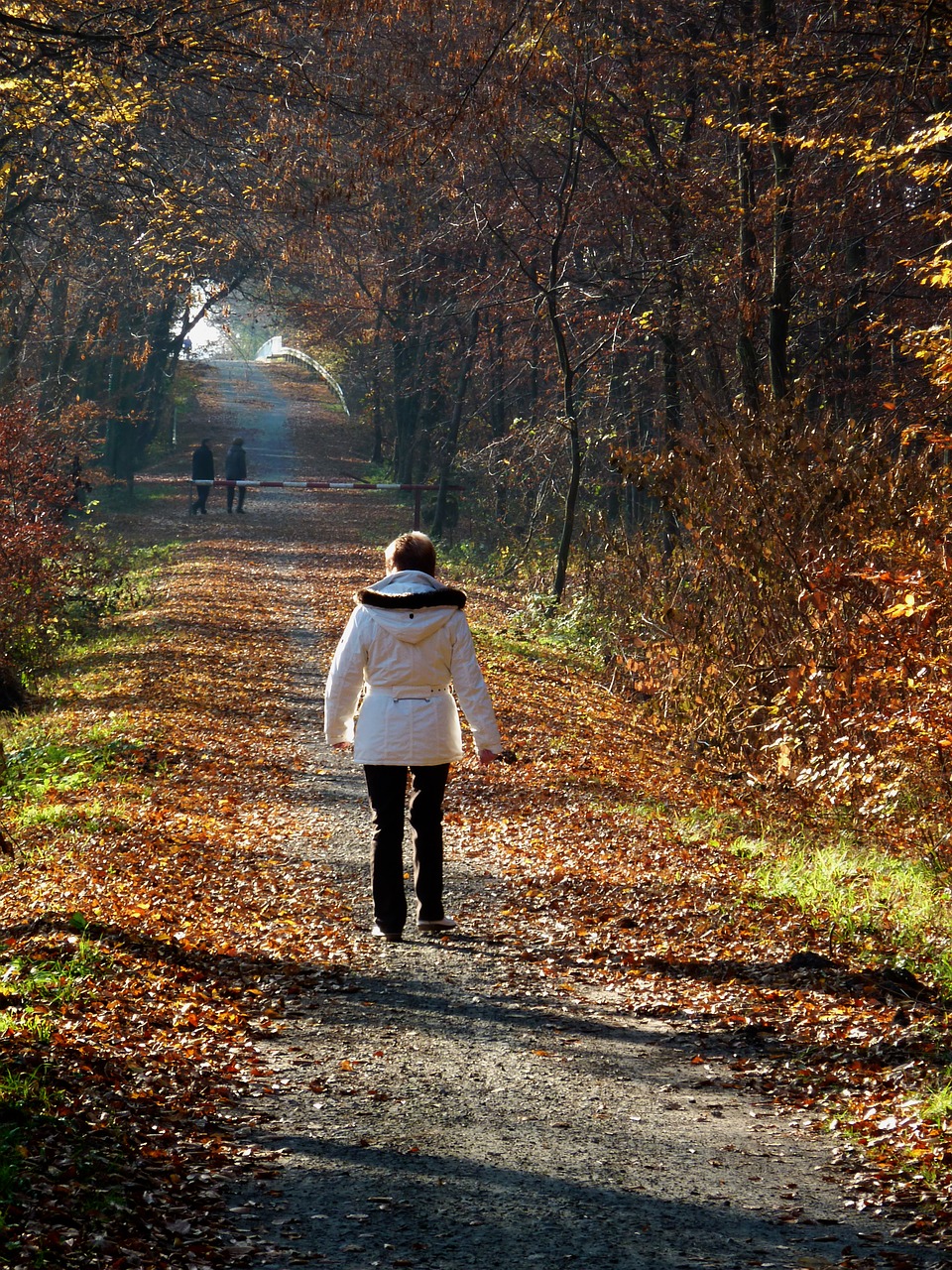 autumn autumn forest autumn walk free photo