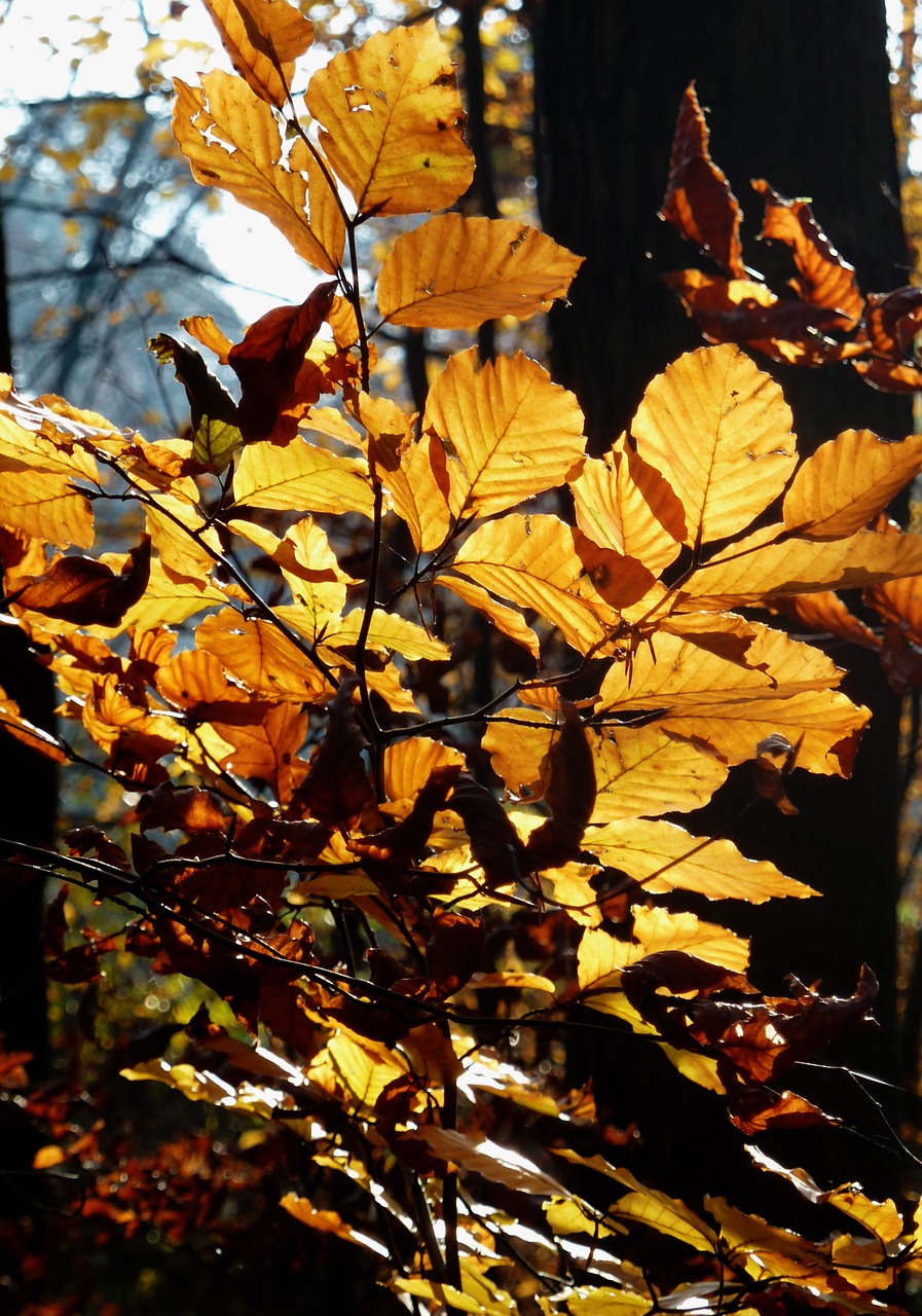 autumn autumn forest autumn walk free photo