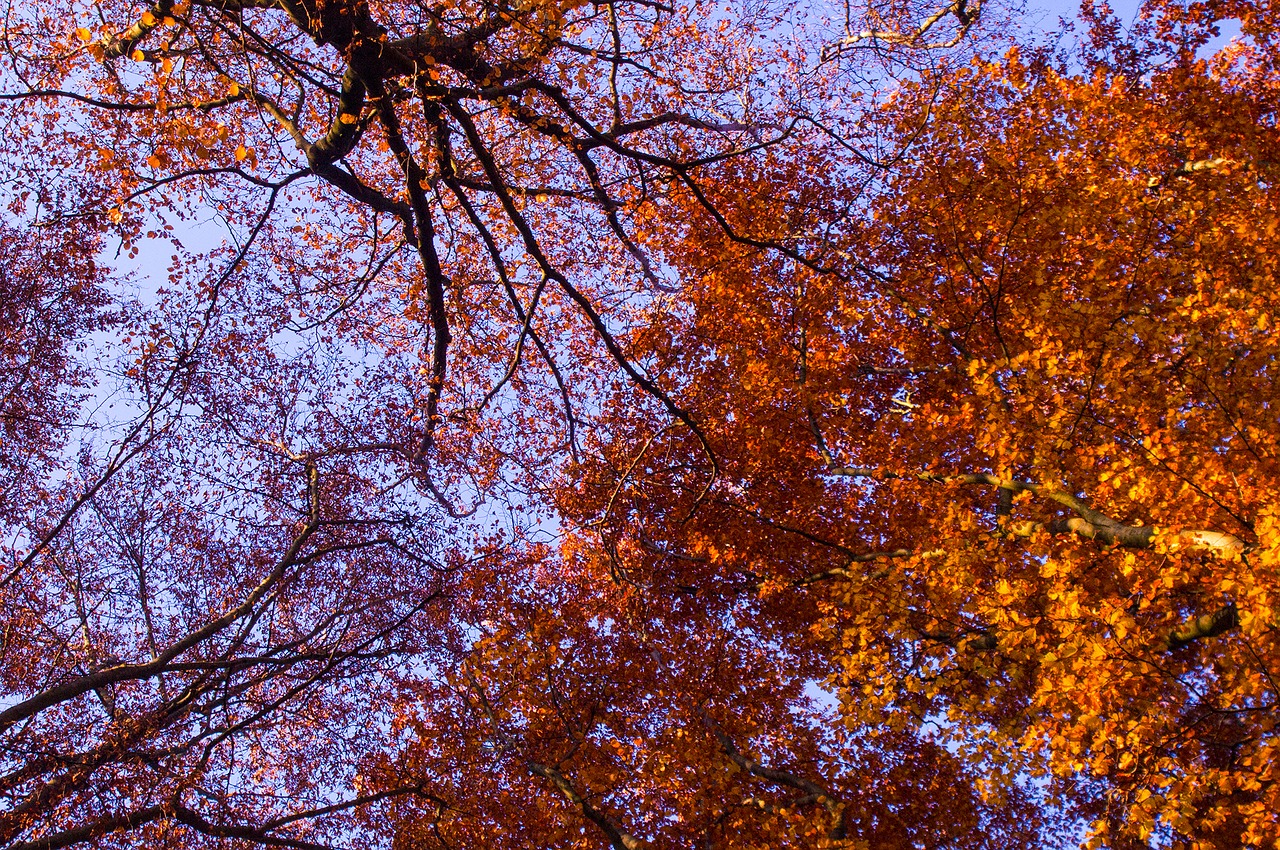 autumn tree leaves free photo