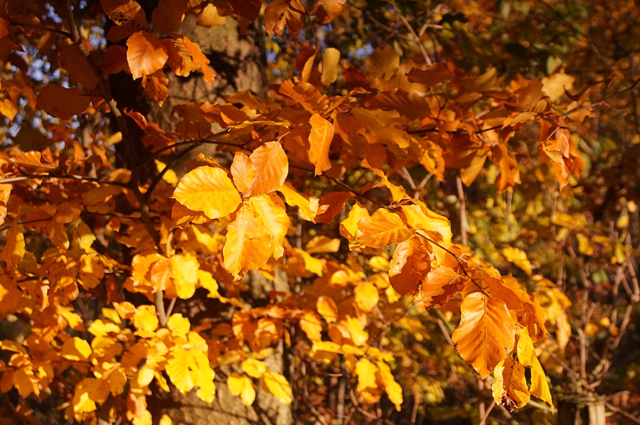 autumn tree bush free photo