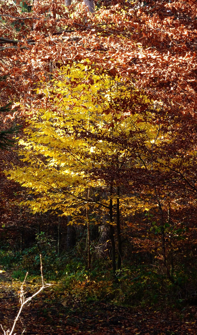 autumn autumn forest autumn walk free photo