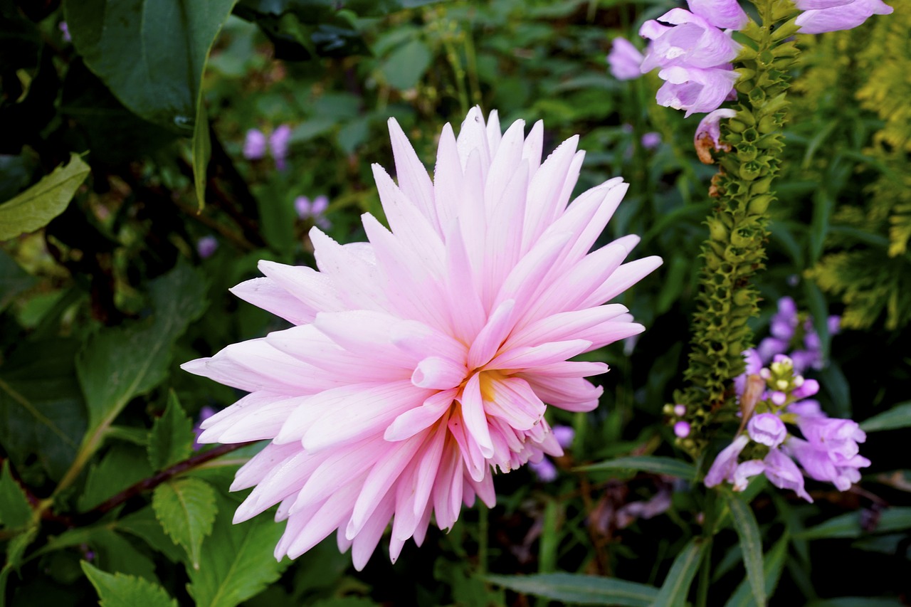 autumn flowers pink free photo