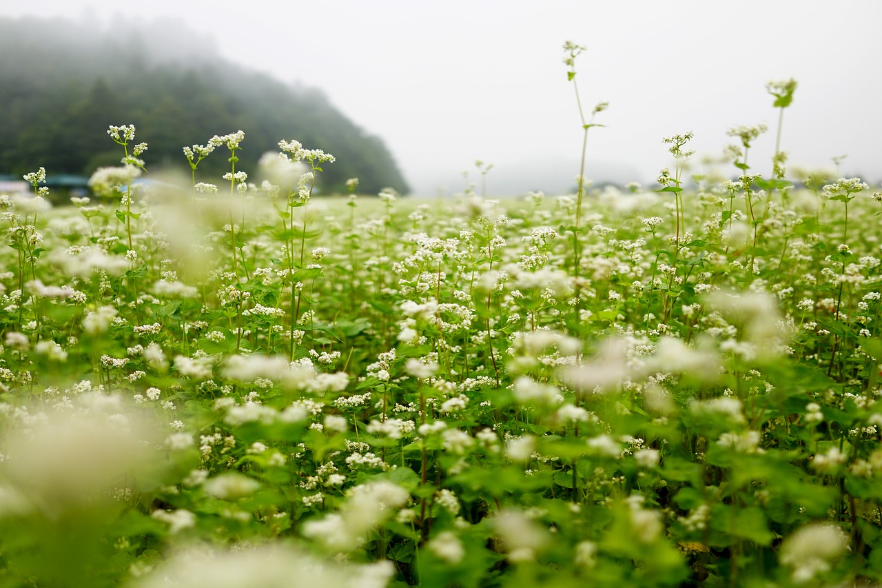 autumn memilkkot dew free photo