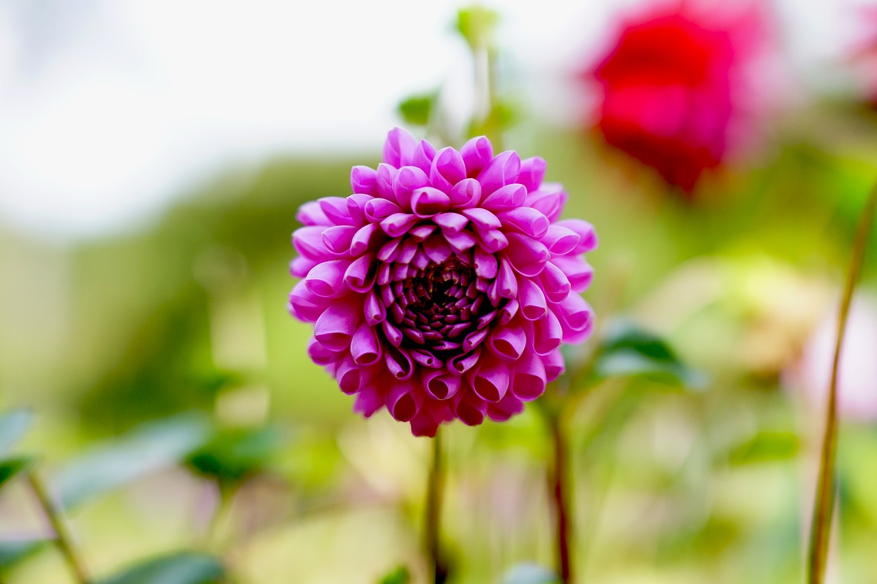 autumn flowers purple free photo