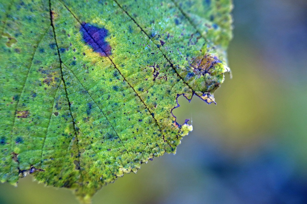 autumn yellow leaf free photo