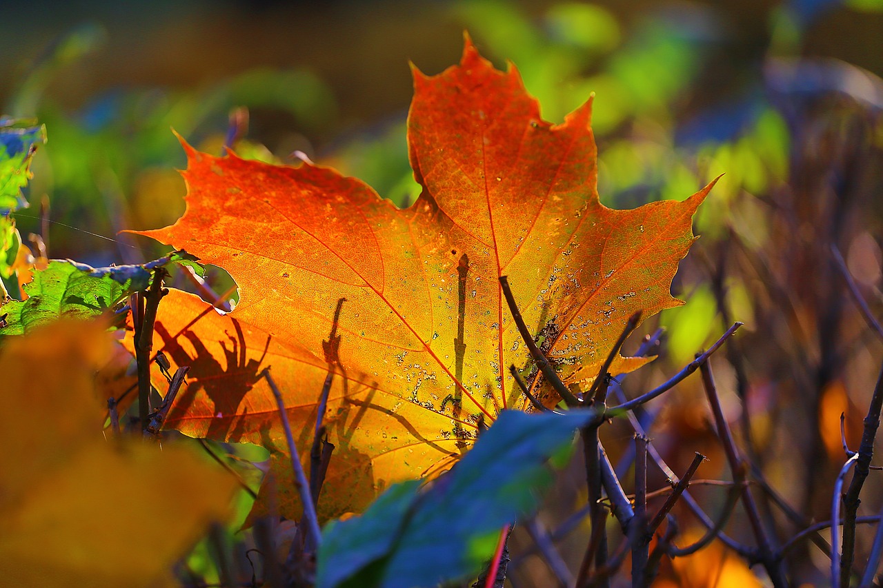 autumn beauty paint free photo