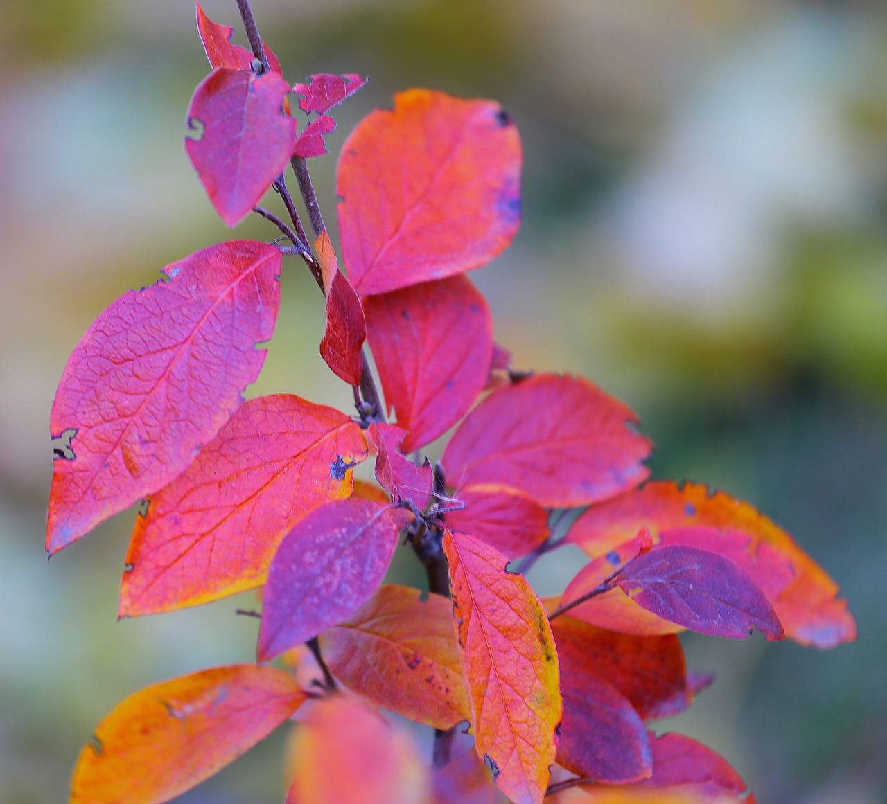 autumn beauty paint free photo