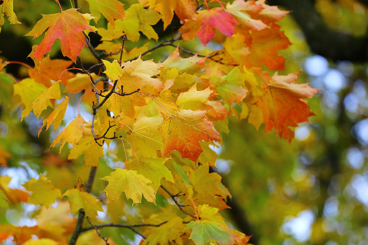 autumn beauty paint free photo