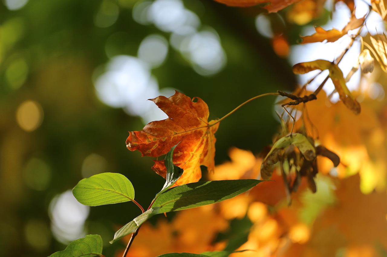 autumn beauty paint free photo