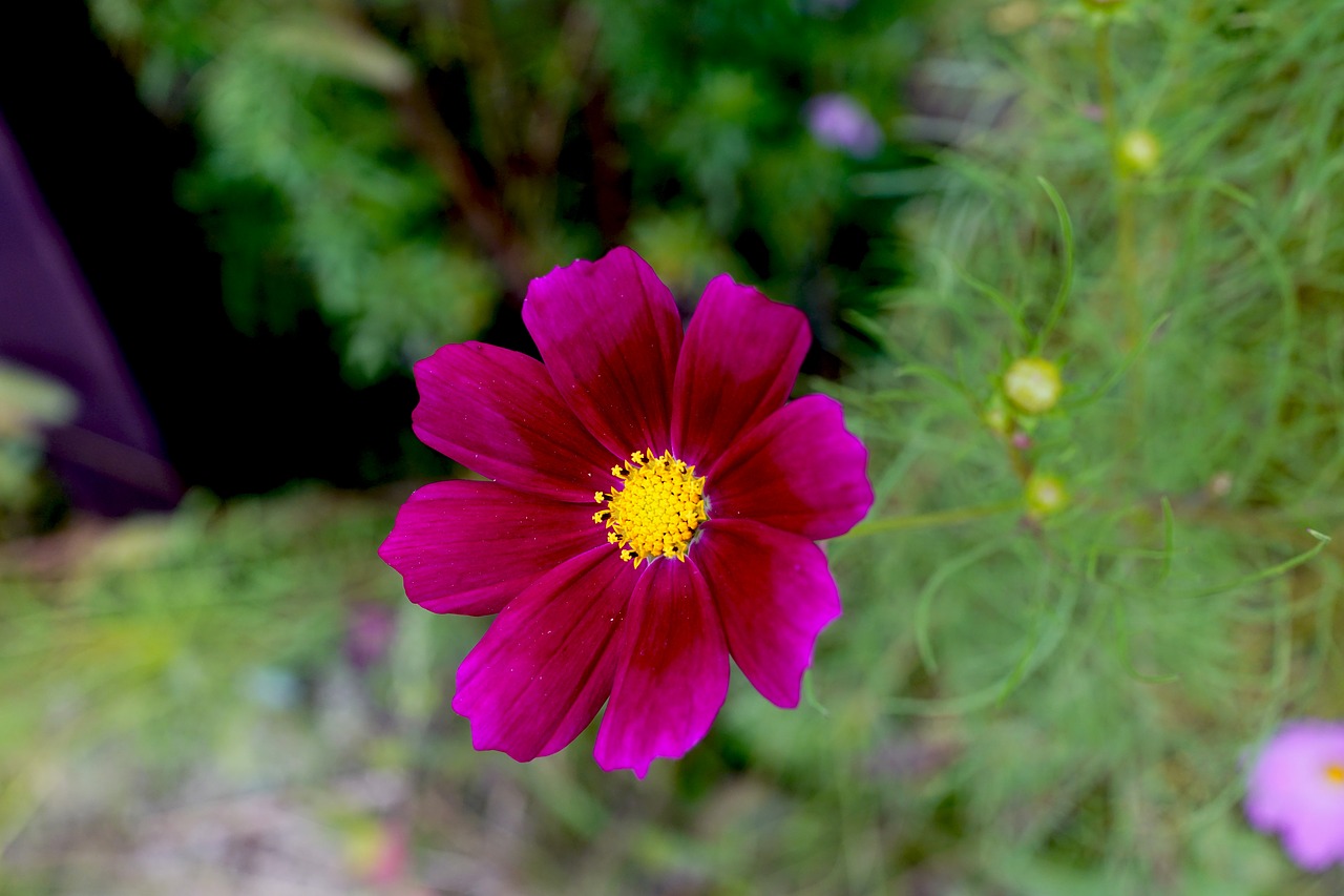 autumn flowers nature free photo