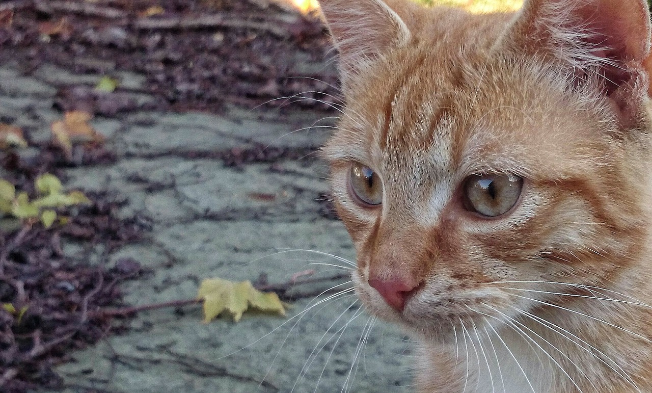 autumn cat rudy free photo