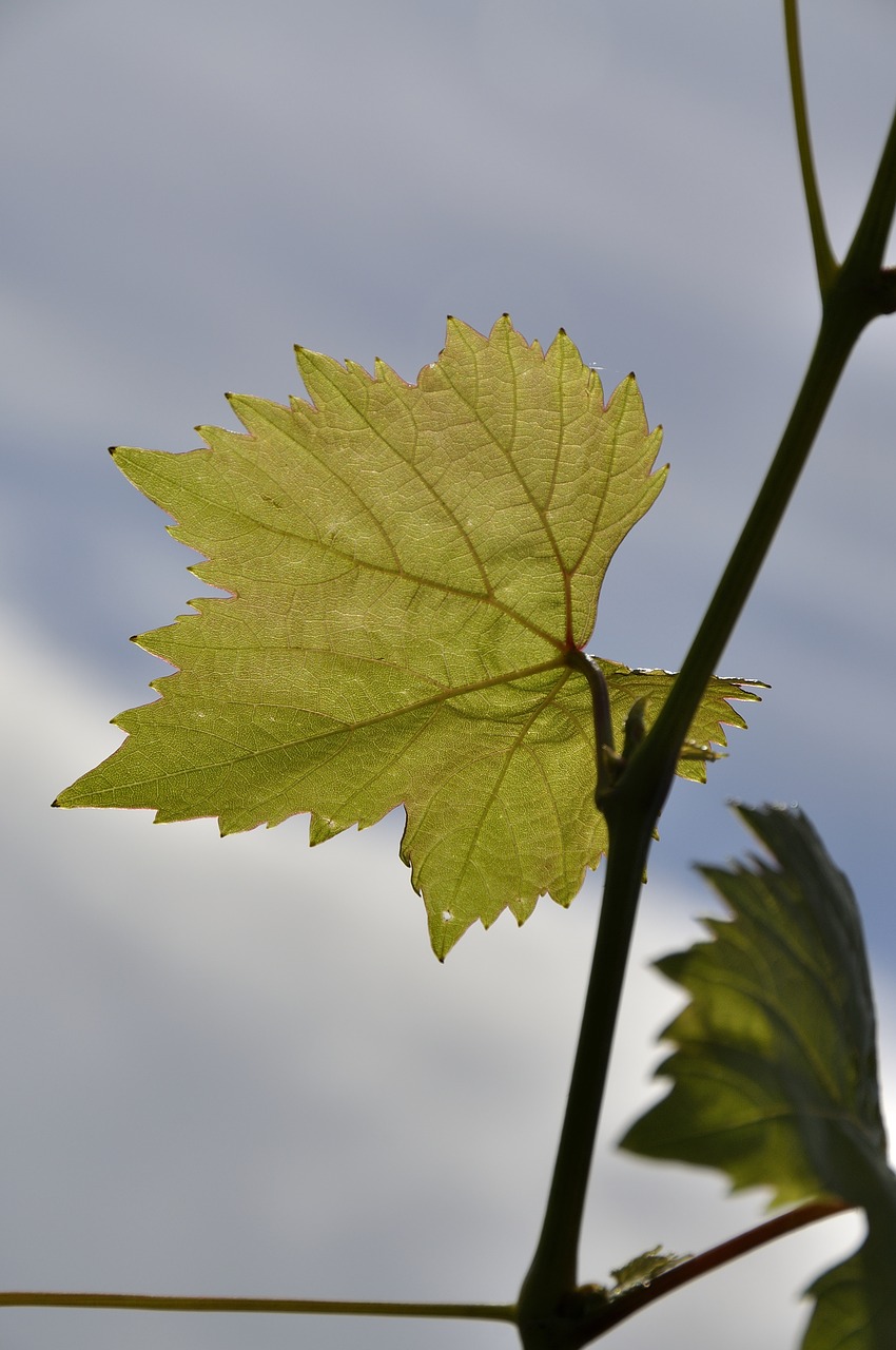 autumn autumn leaf emerge free photo