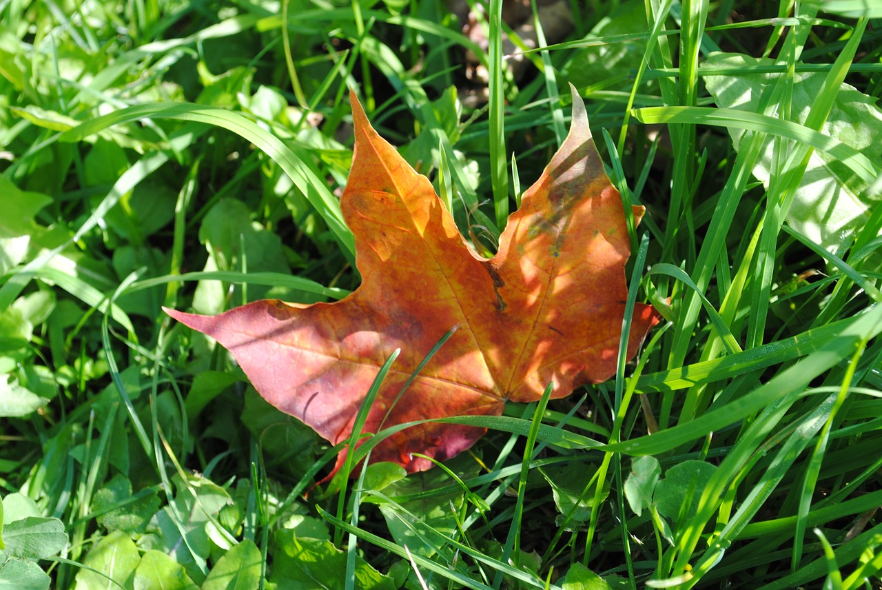 autumn maple leaf golden maple free photo