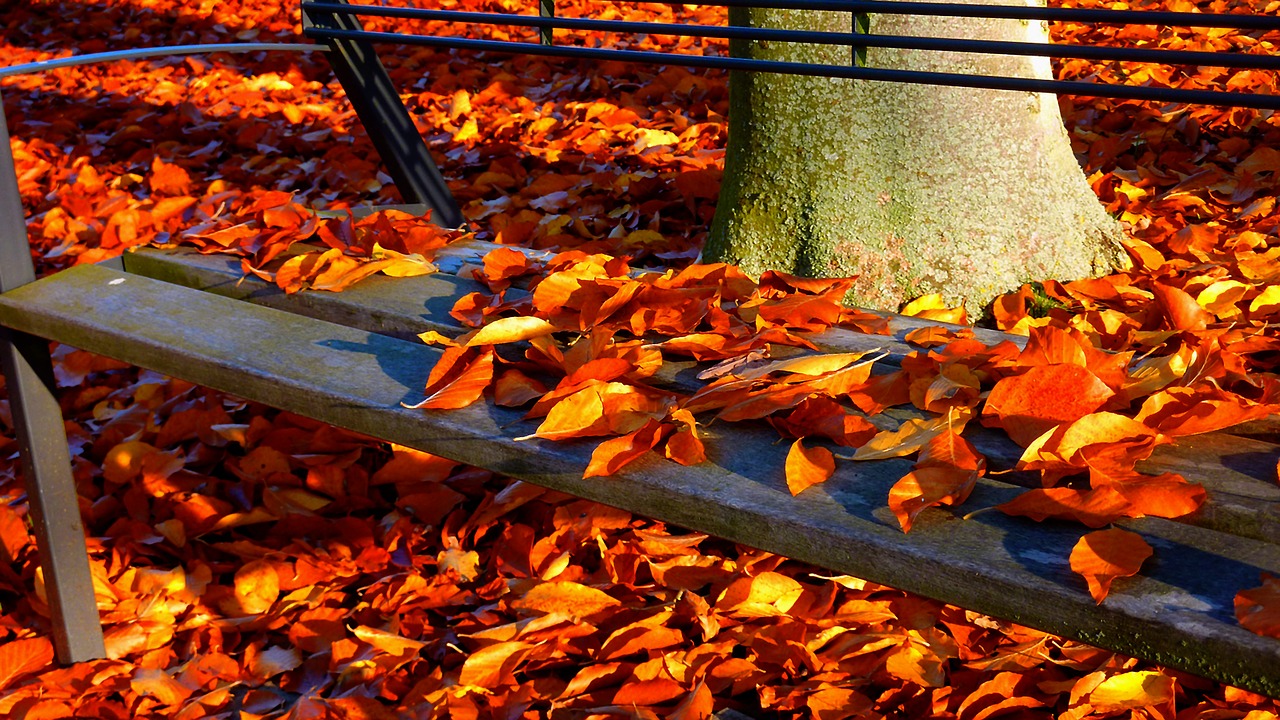 autumn autumn forest autumn walk free photo