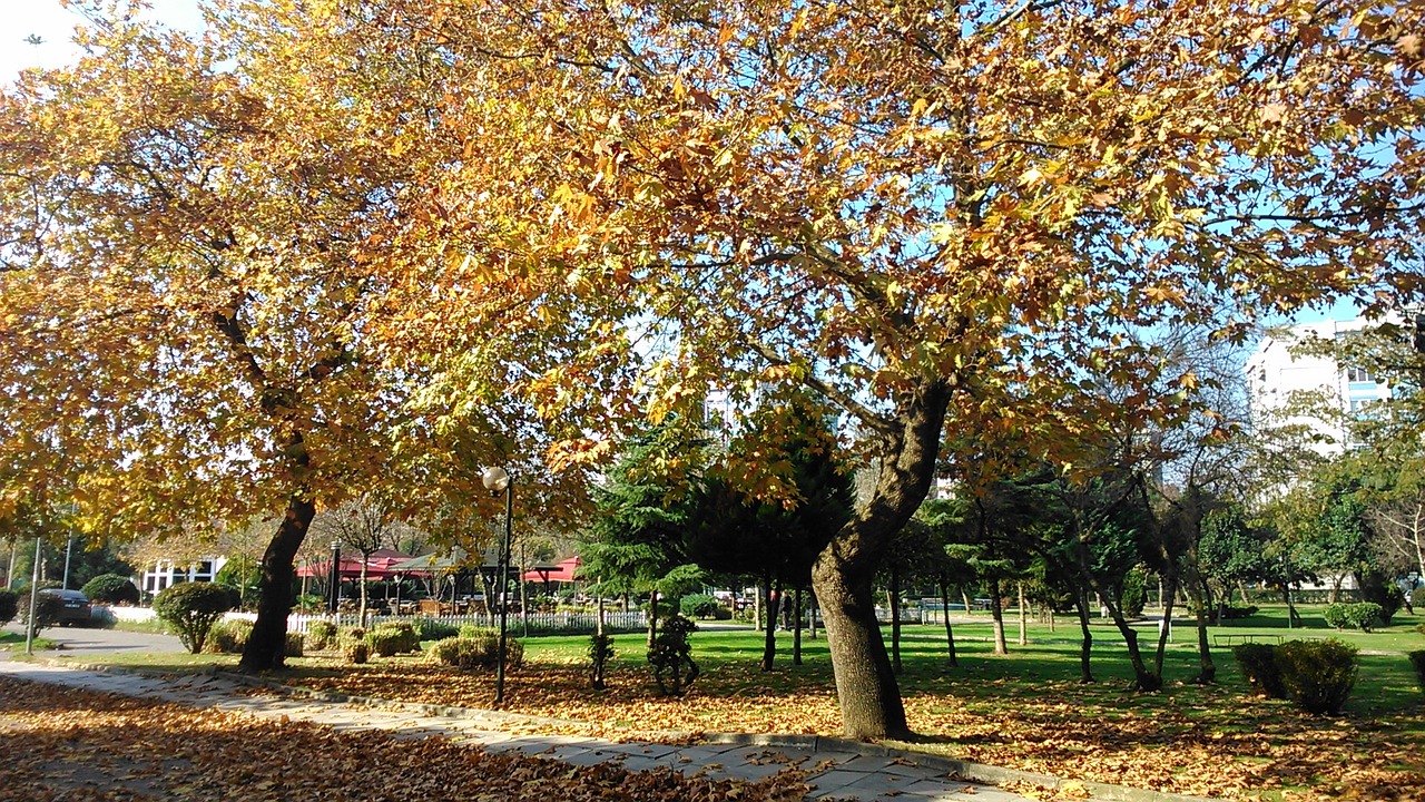 autumn trees leaves free photo