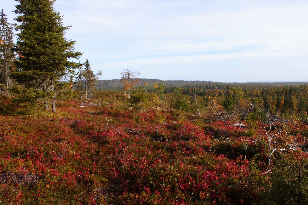 autumn lapland nipple free photo