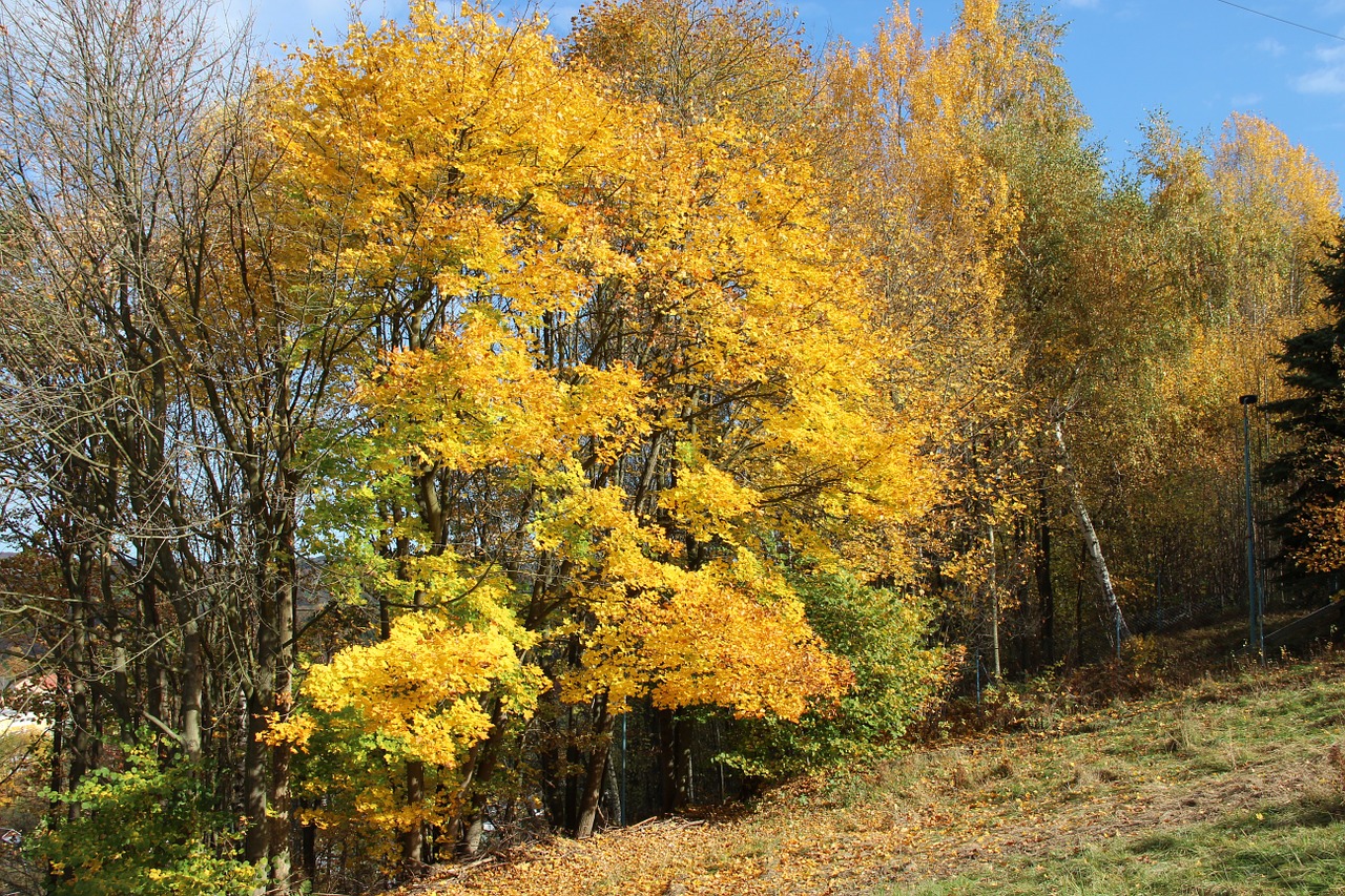 autumn leaves fall foliage free photo