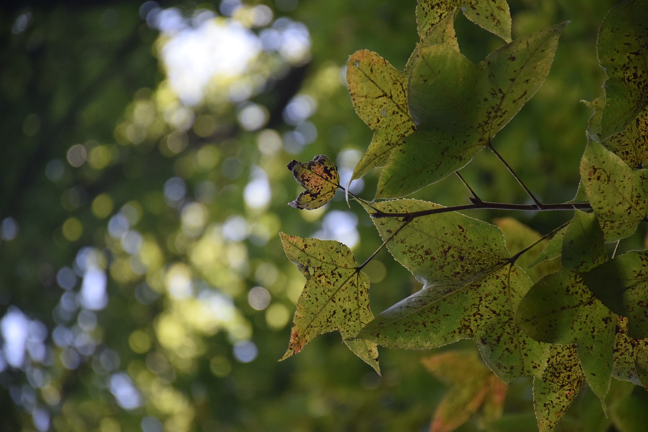 autumn leaf early autumn free photo