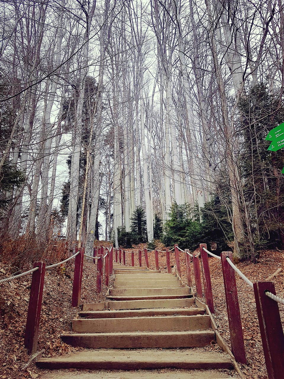 autumn fall stairs free photo