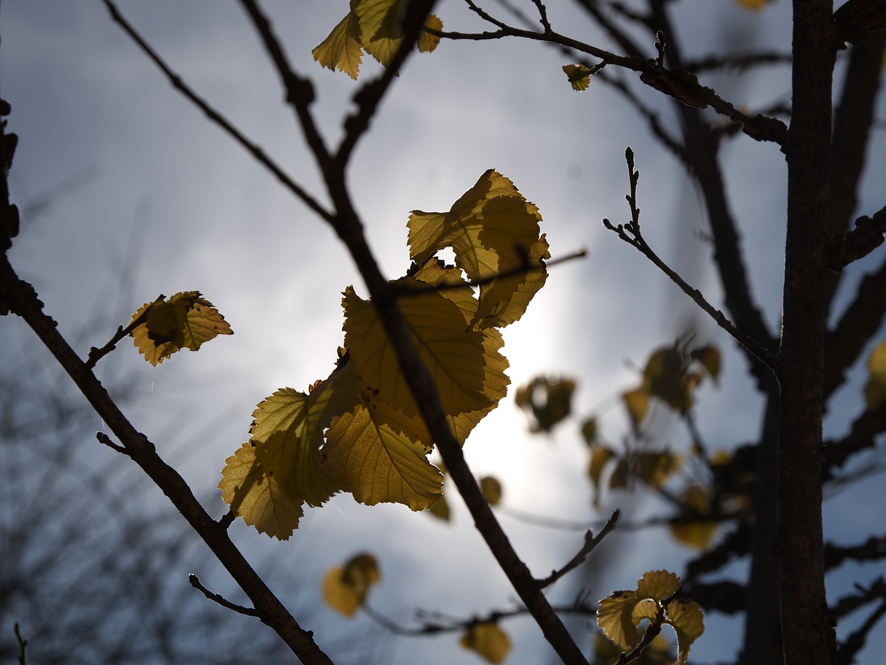 autumn leaves backlight free photo