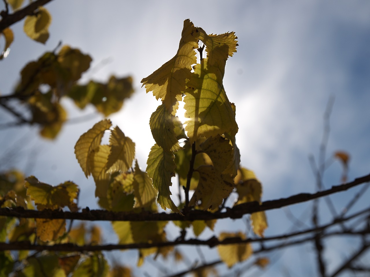 autumn leaves backlight free photo