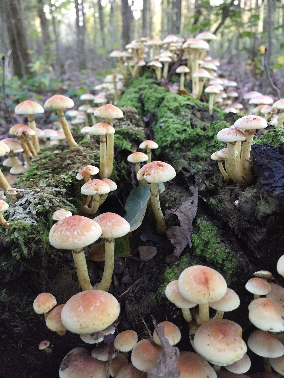 autumn forest mushroom free photo