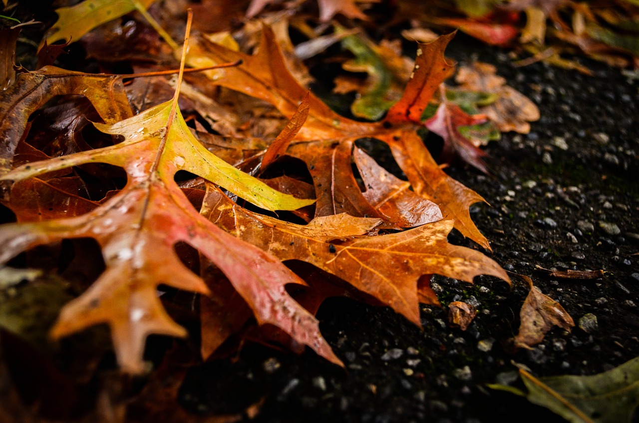 autumn fall leaves free photo