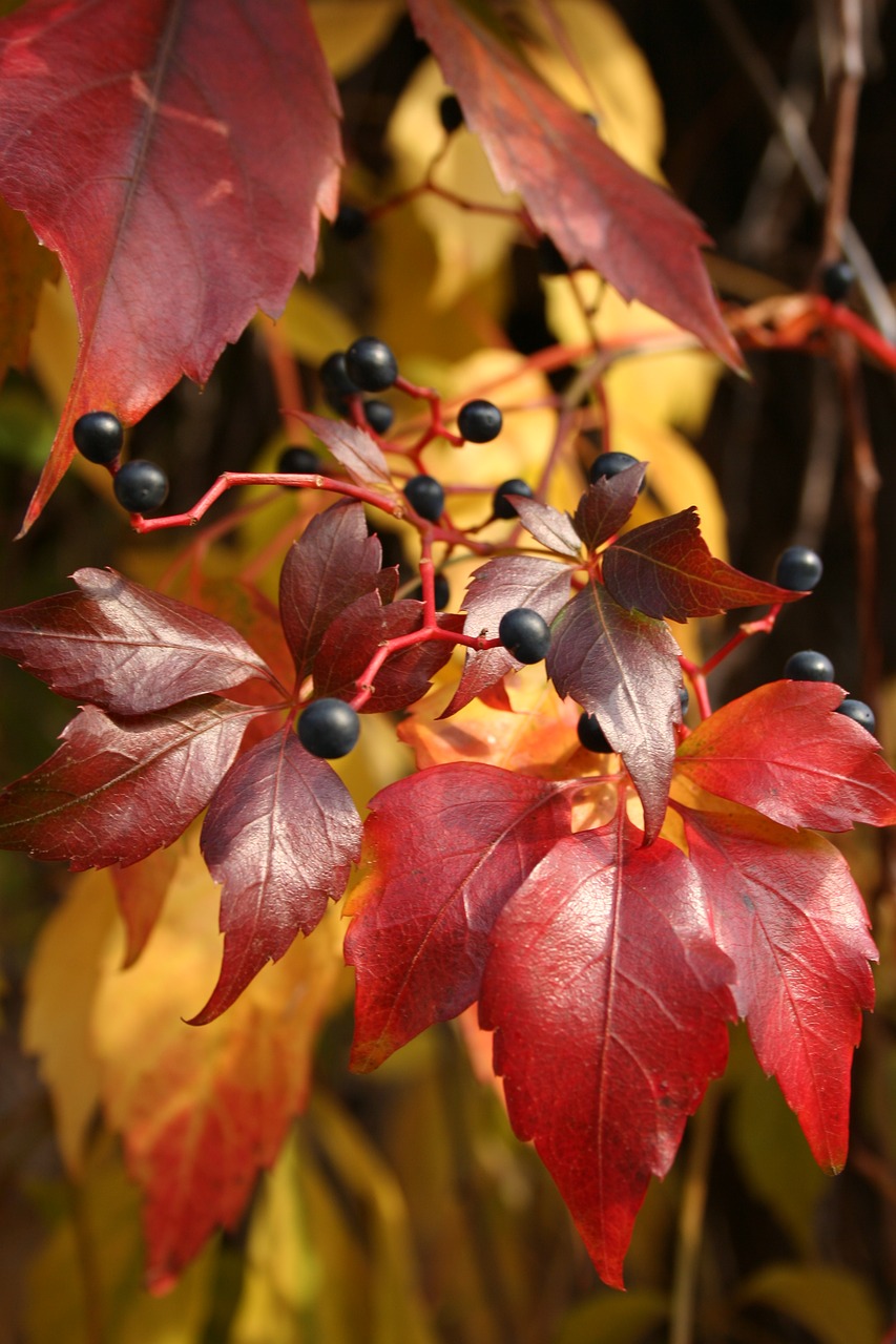 autumn dzikiewino red free photo