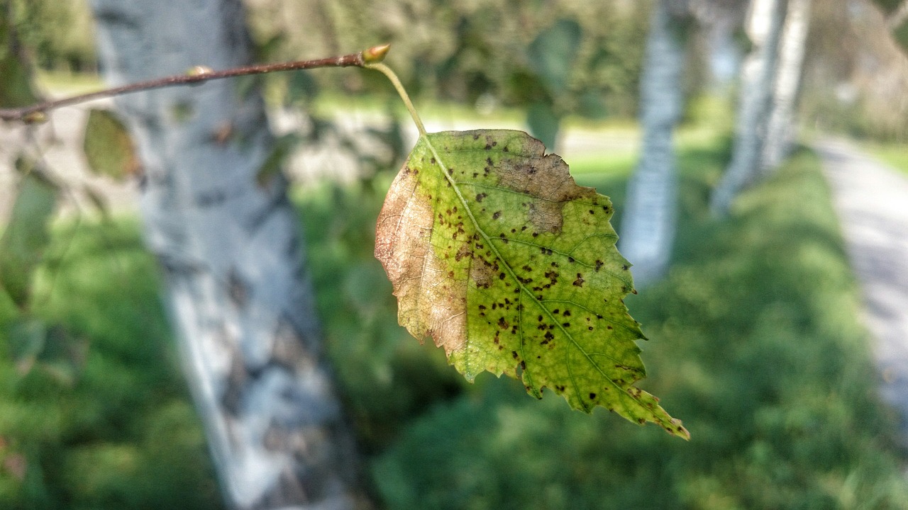 autumn birch leaf free photo