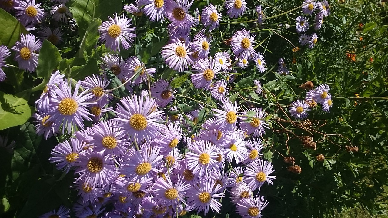 autumn flower summer free photo