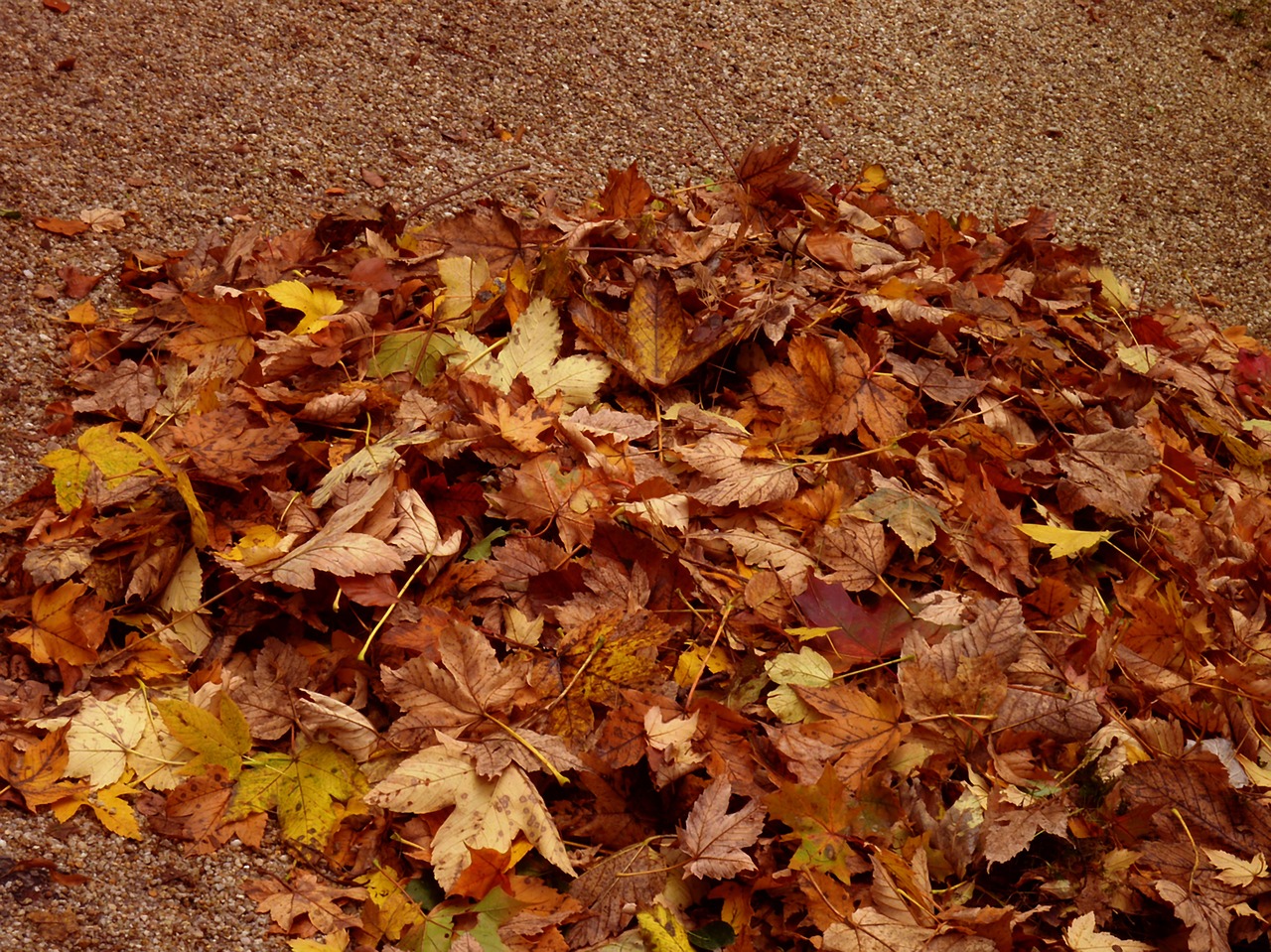 autumn fall foliage golden autumn free photo