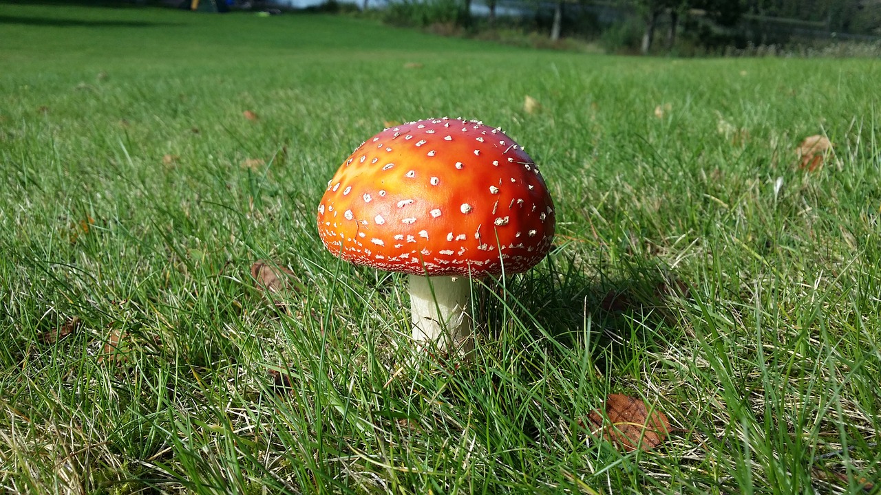 autumn fly agaric red hat free photo