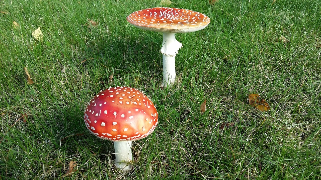 autumn flugsvampar large mushrooms free photo