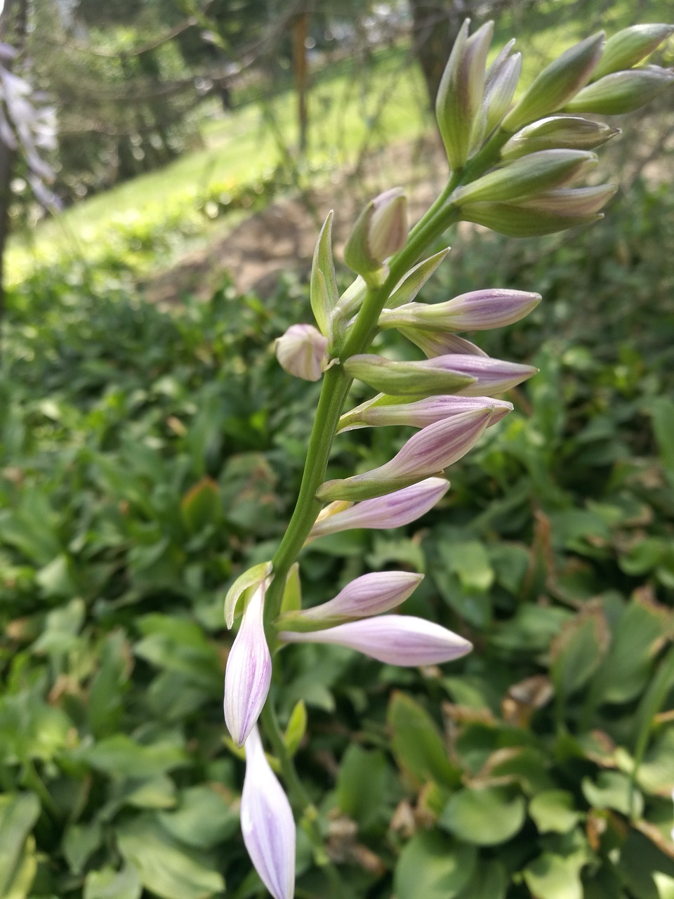 autumn flowers plant free photo