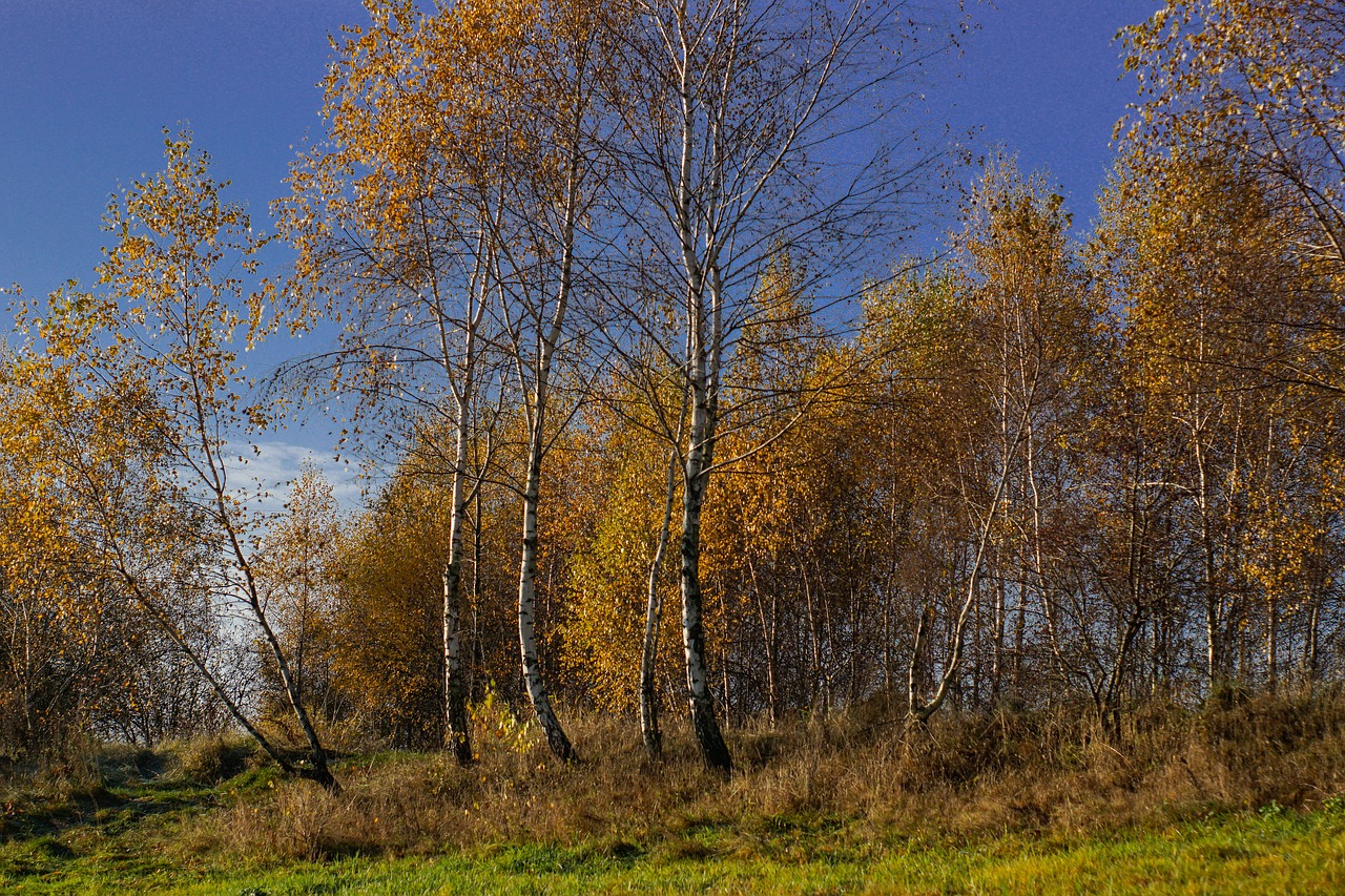 autumn birch tree free photo