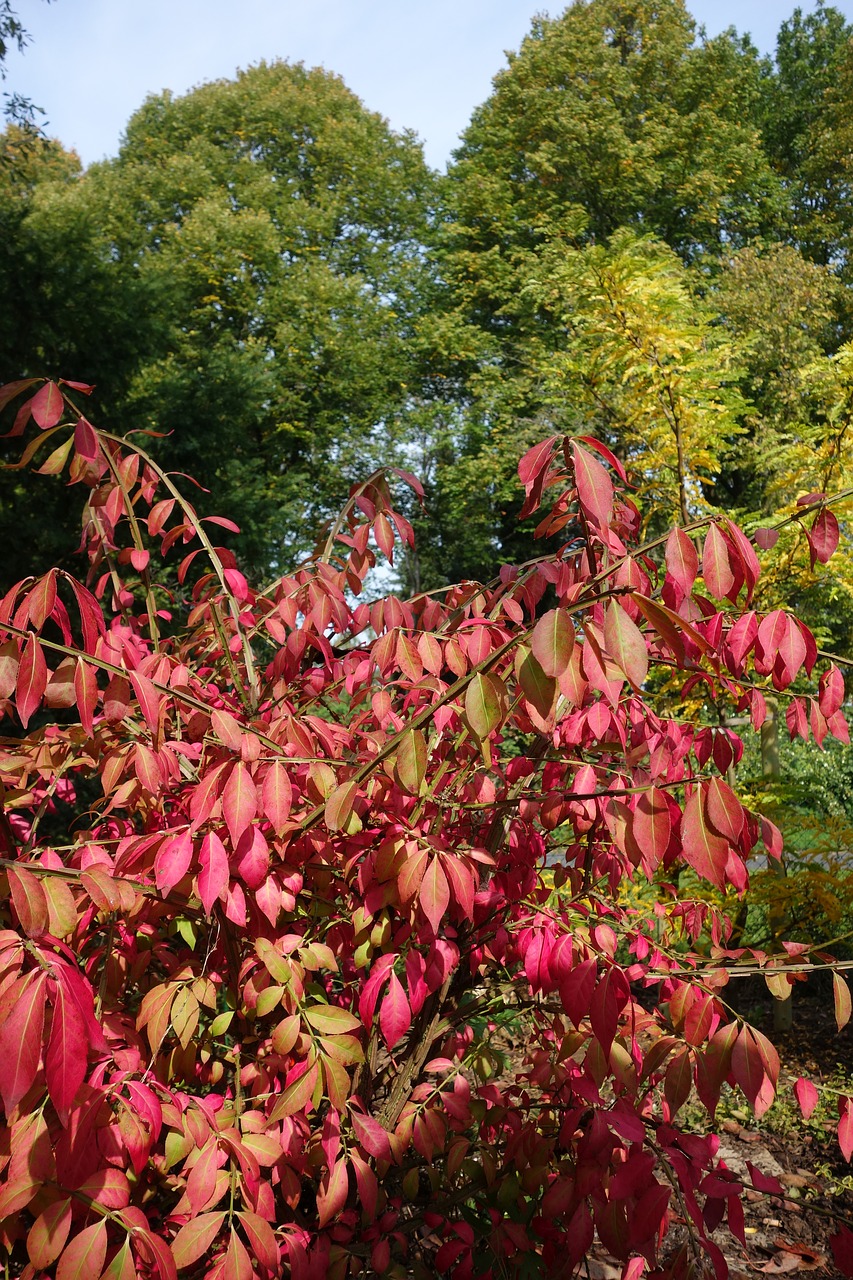 autumn leaves bush free photo