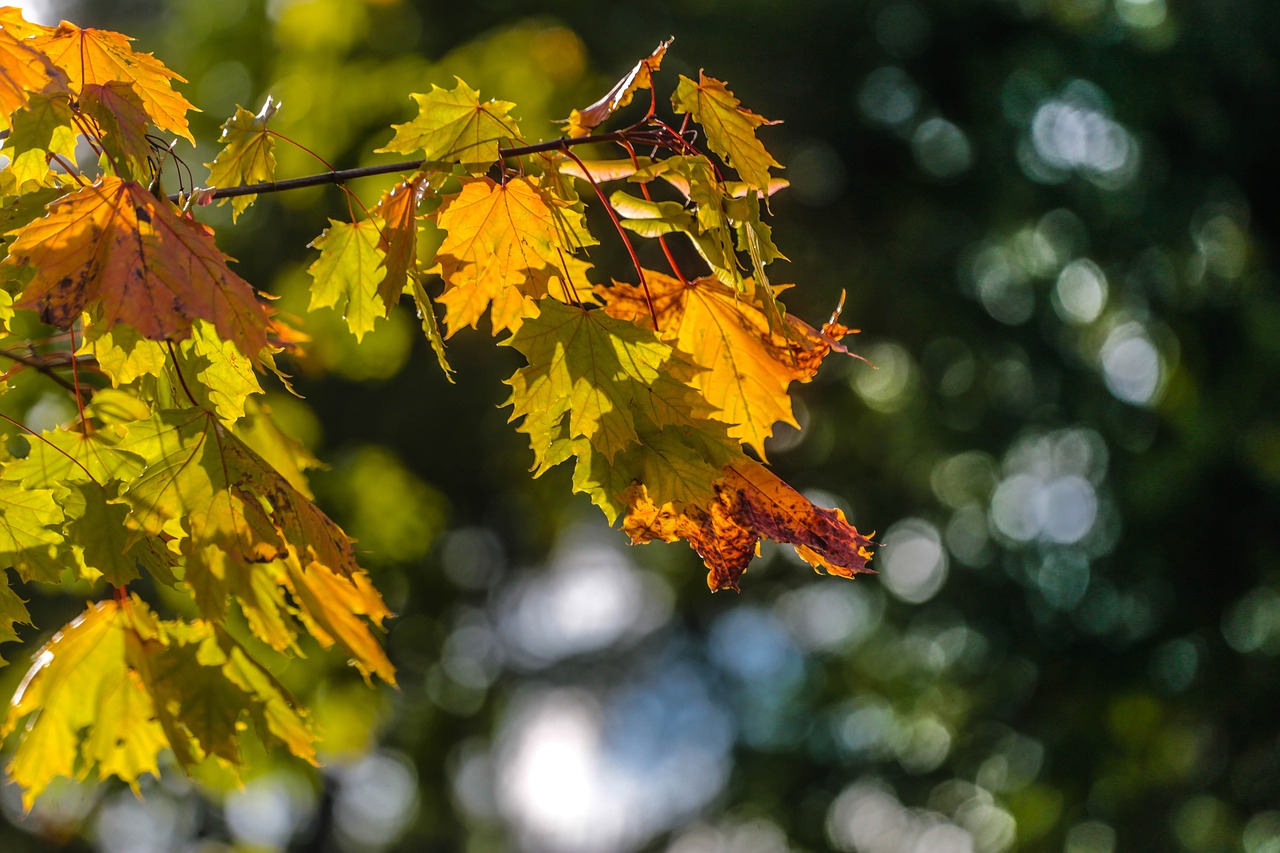 autumn beauty paint free photo