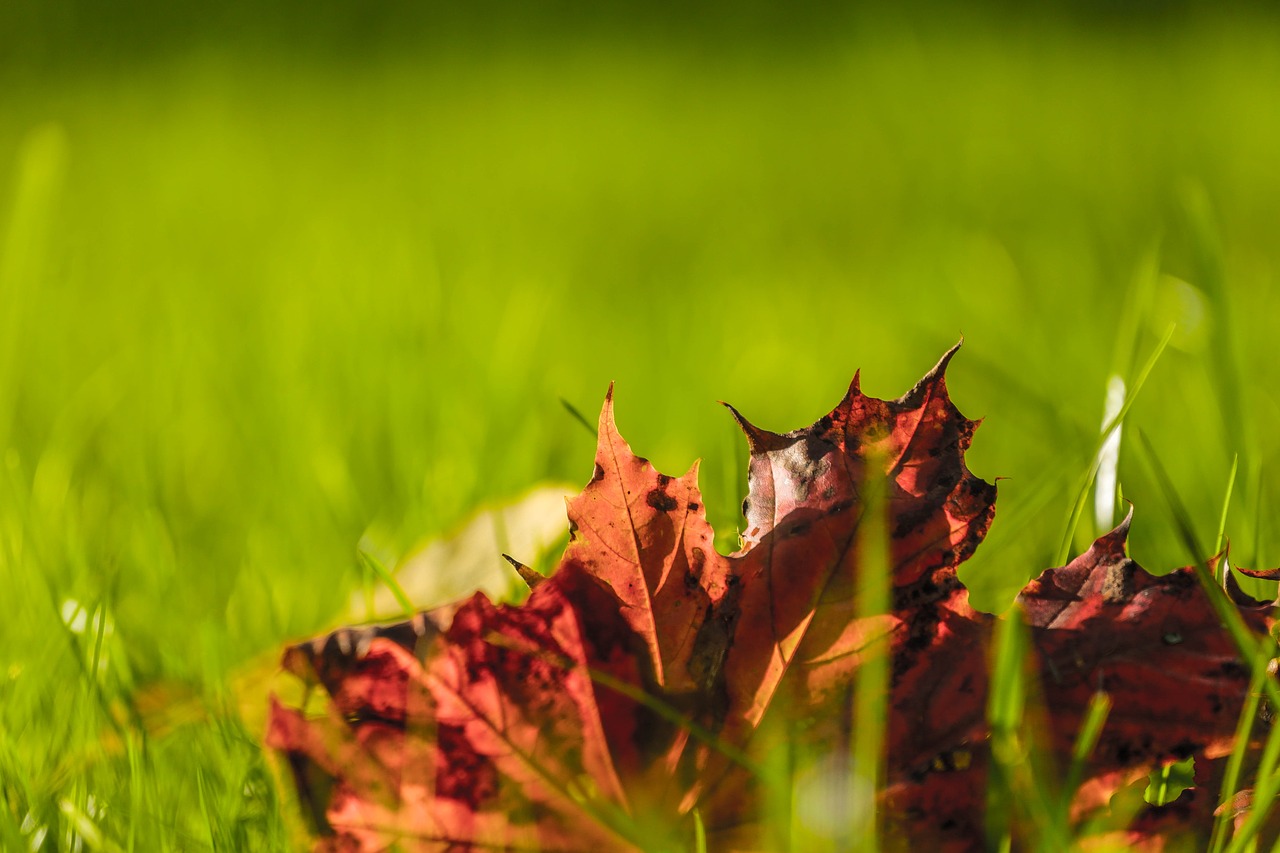 autumn beauty paint free photo