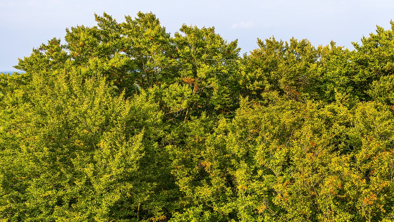 autumn trees fall color free photo