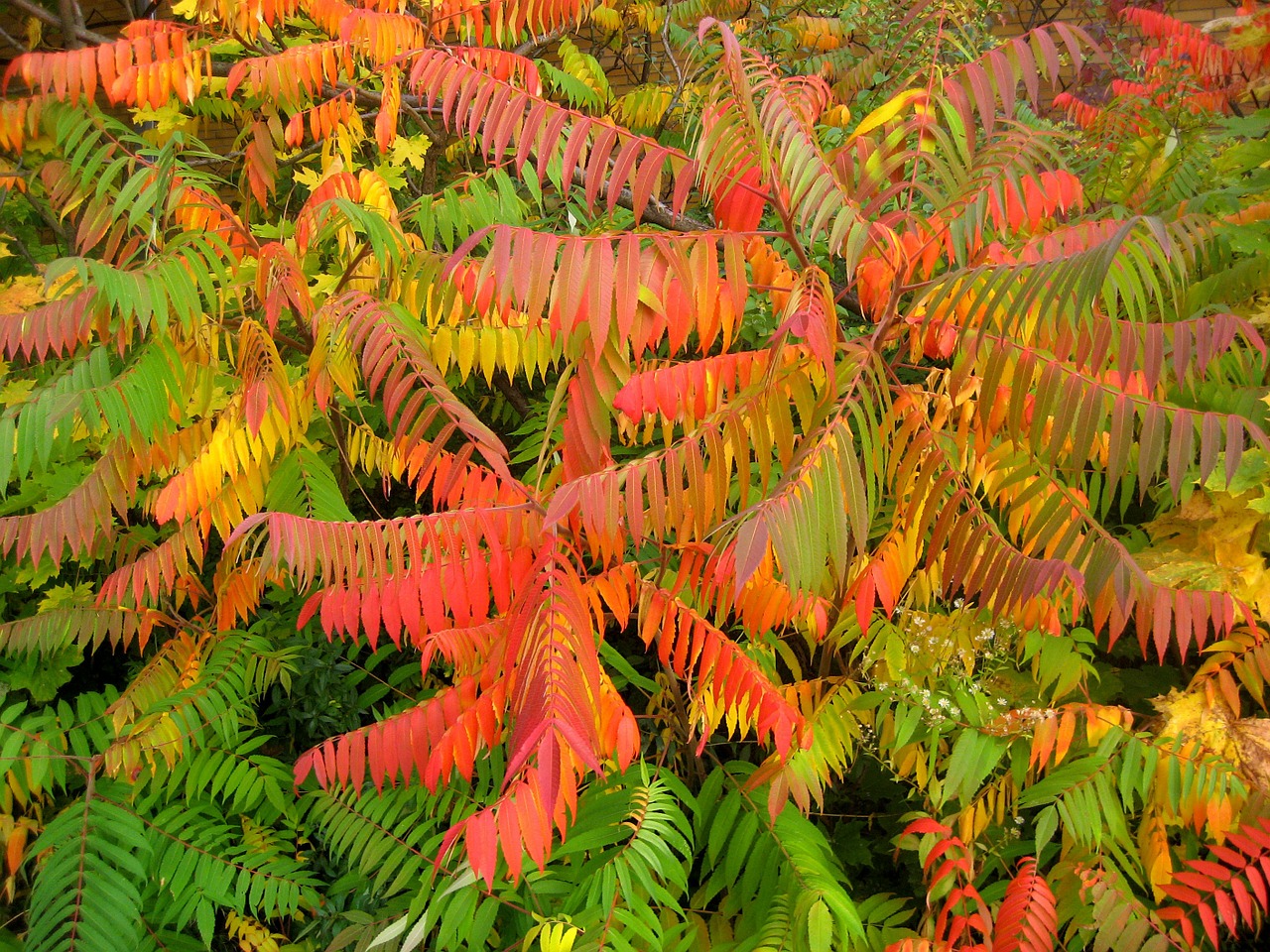 autumn fall foliage golden autumn free photo