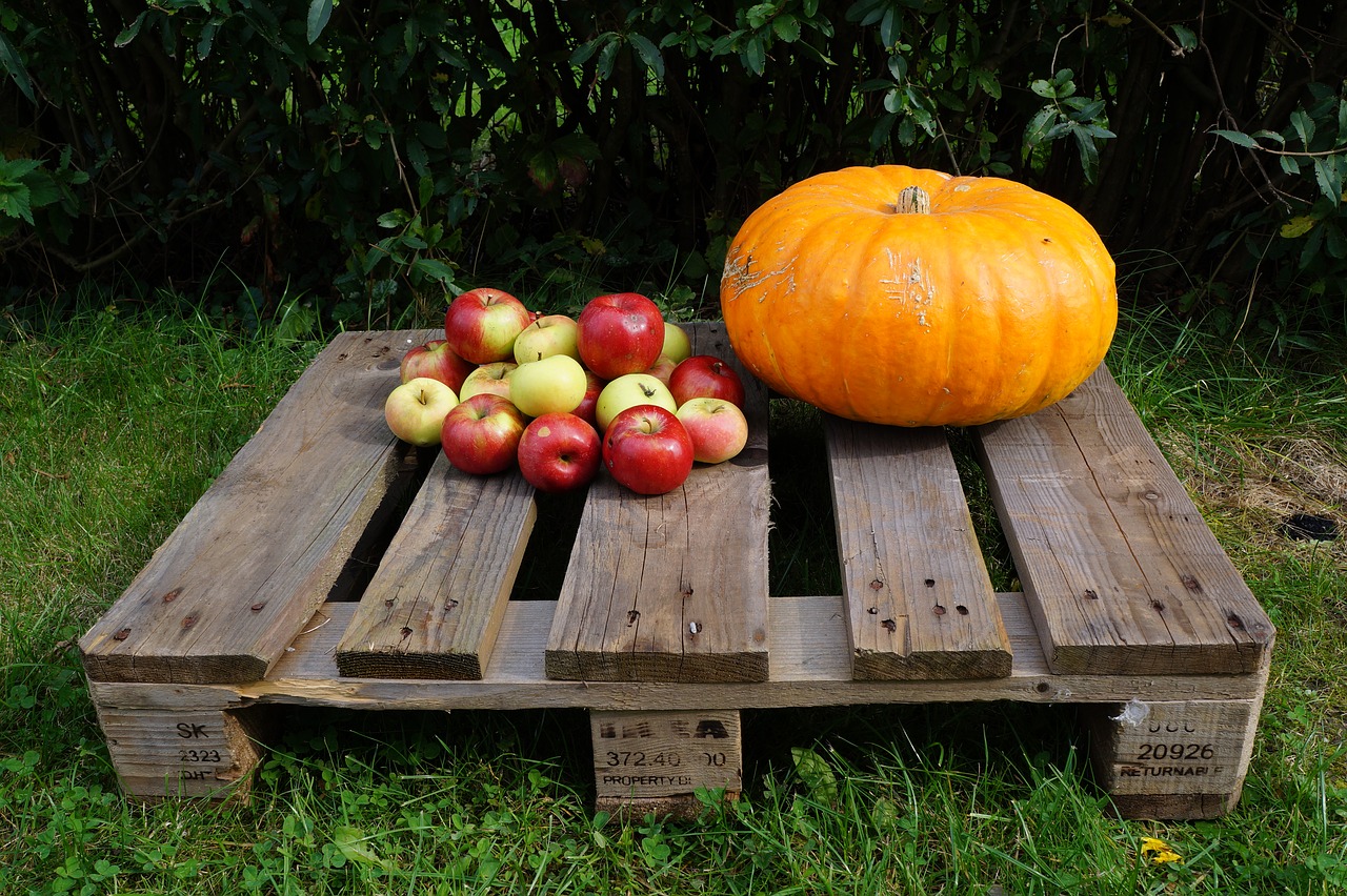 autumn pumpkin apple free photo