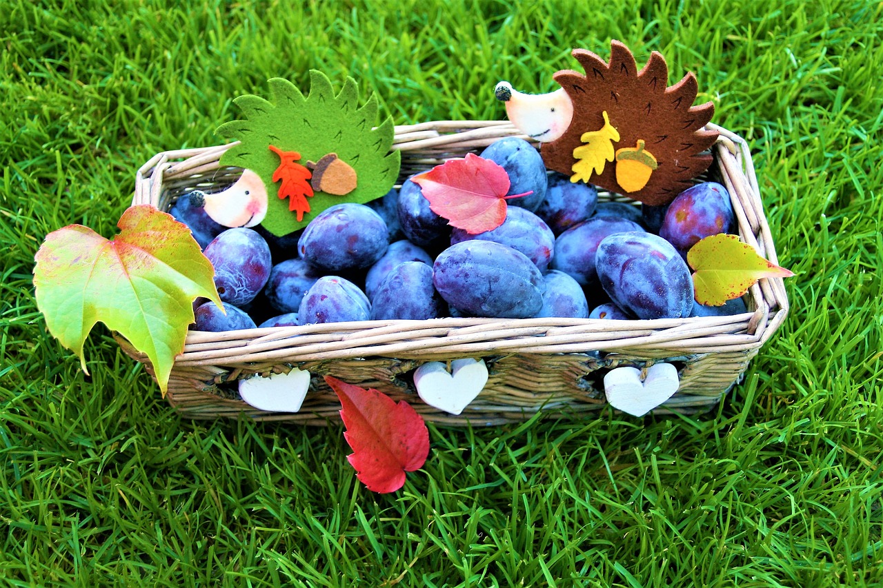 autumn basket plum free photo