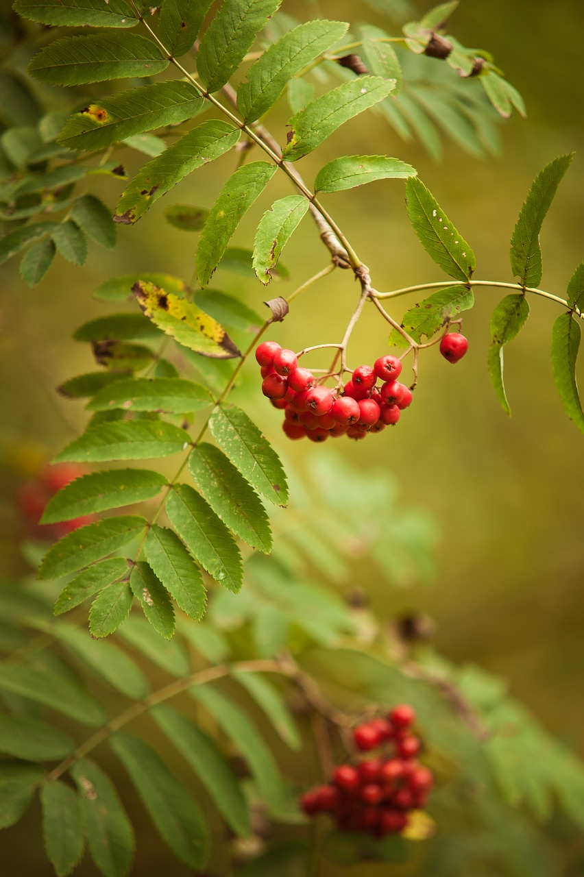 autumn red green free photo