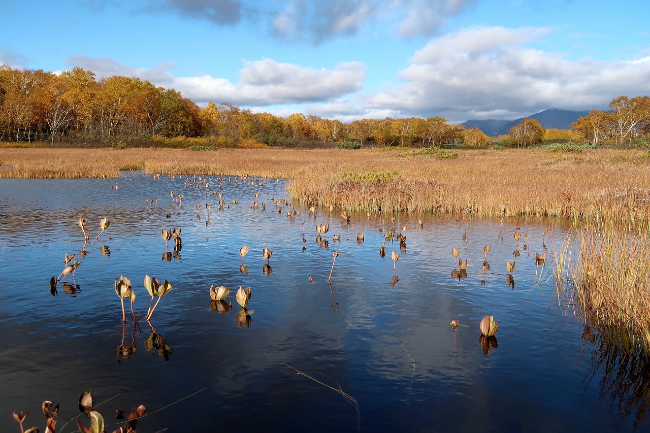 autumn lake forest free photo