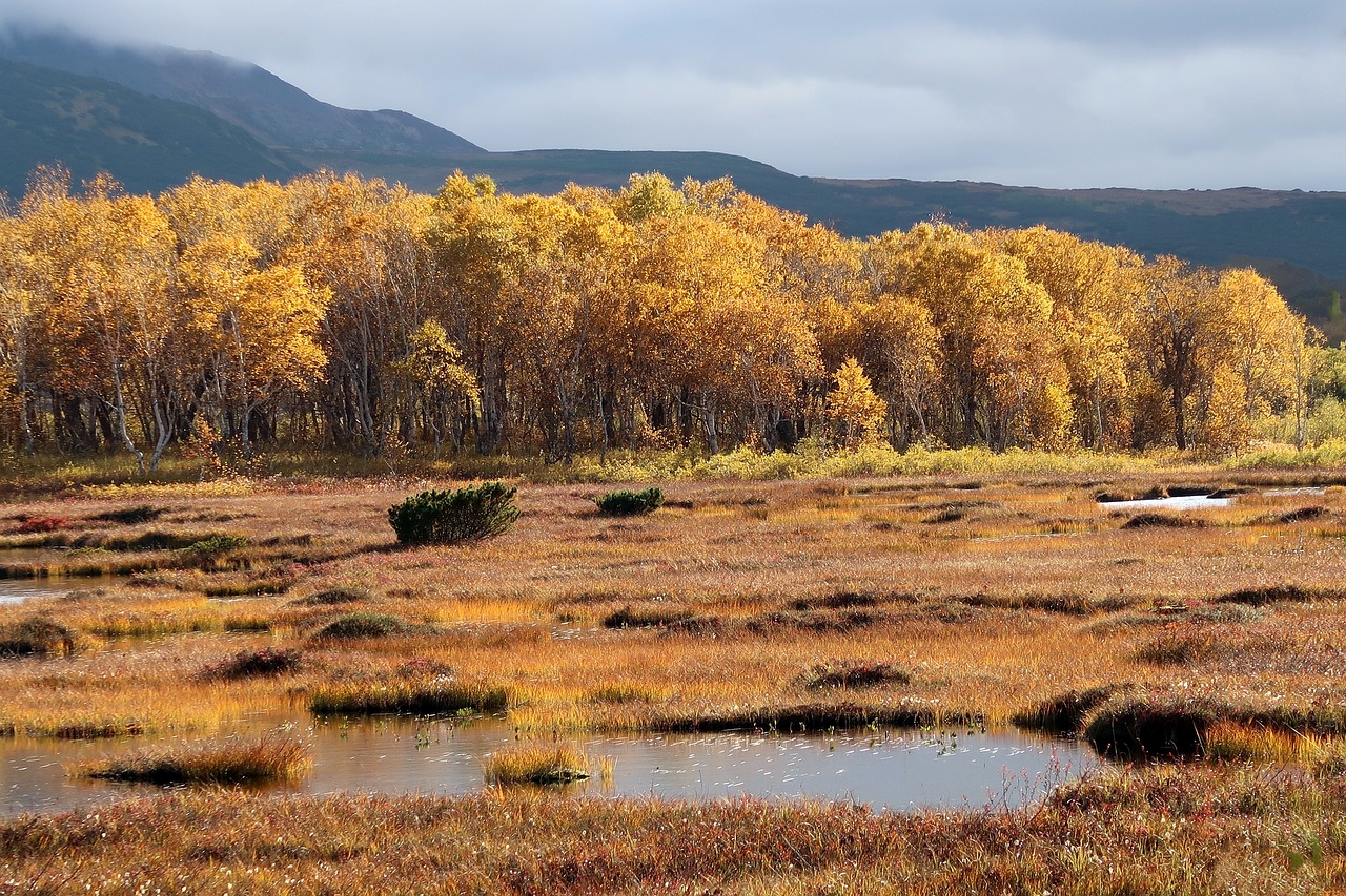 autumn lake forest free photo