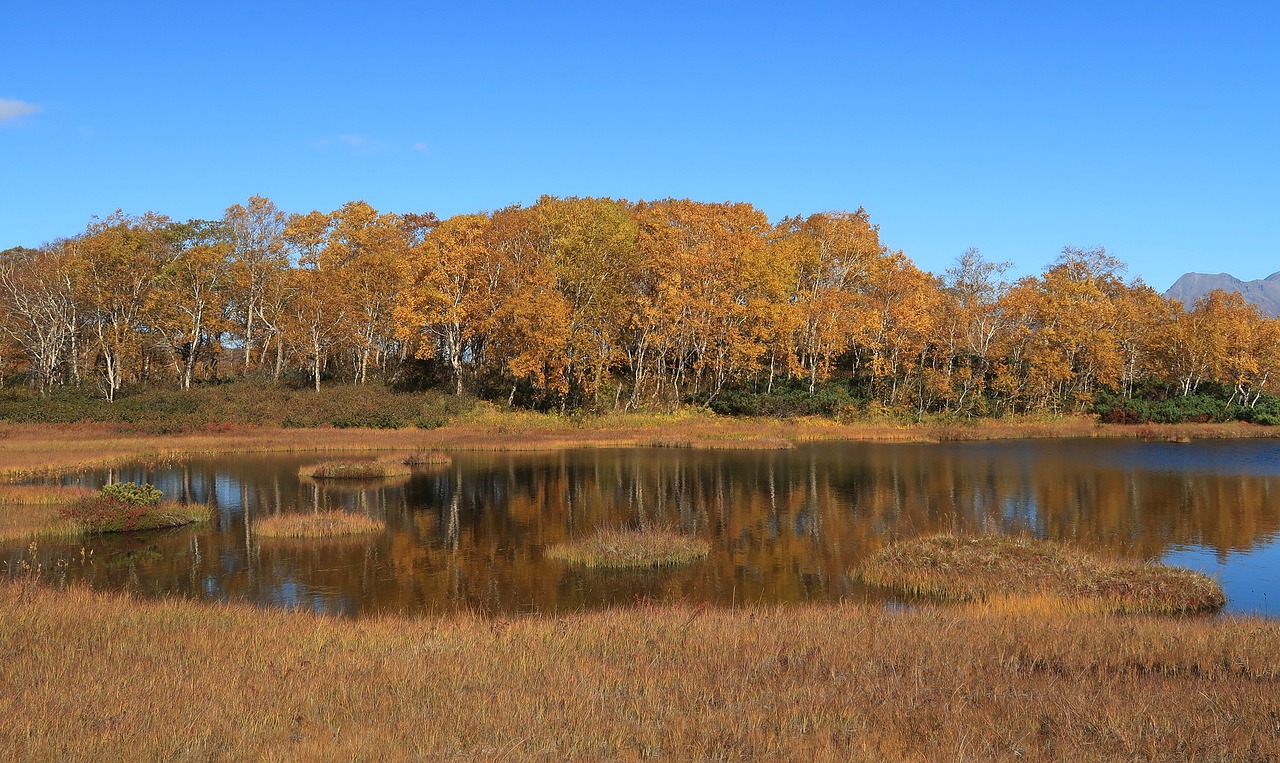 autumn lake forest free photo