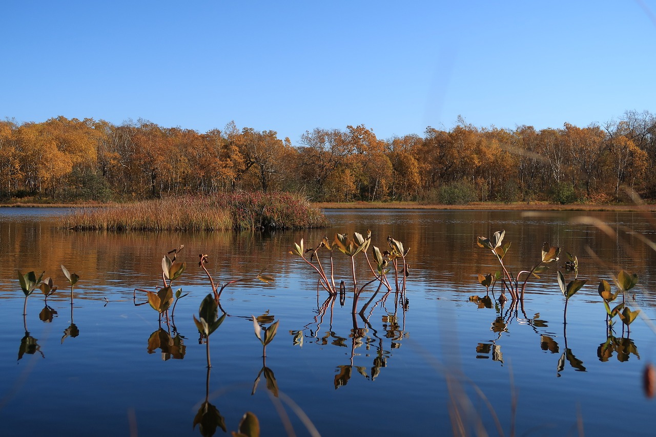 autumn lake forest free photo